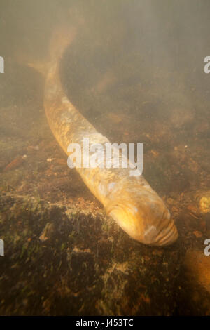 Foto di un adulto di lampreda di mare sul fondo del fiume sulle zone di riproduzione Foto Stock