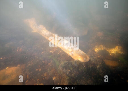 Foto di un adulto di lampreda di mare sul fondo del fiume sulle zone di riproduzione Foto Stock