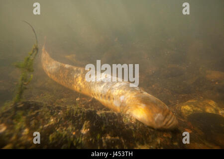 Foto di un adulto di lampreda di mare sul fondo del fiume sulle zone di riproduzione Foto Stock