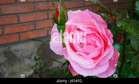 Colore rosa è aumentato Foto Stock