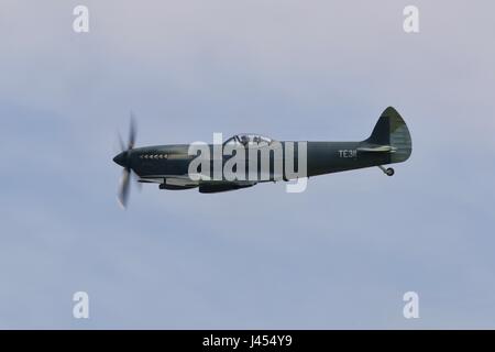 Spitfire TE311 battenti a Shuttleworth con un primer nero sottostrato nel mezzo di un nuovo schema di colori Foto Stock