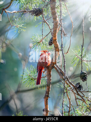 Il Cardinale nord appollaiato in un albero di pino crogiolarsi sotto la luce del sole in una fredda giornata invernale Foto Stock