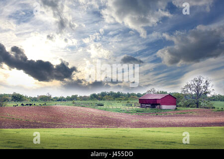 Primavera su un Maryland farm con mucche, granaio rosso e campo arato Foto Stock