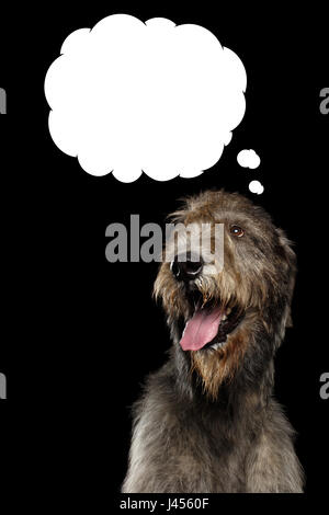 Ritratto di Felice Irish Wolfhound Dog cercando fino a pensare il Cloud isolato su sfondo nero Foto Stock