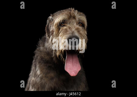 Ritratto di Irish Wolfhound cane con linguetta isolata su sfondo nero, vista frontale Foto Stock