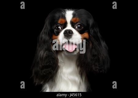 Ritratto del Cavalier King Charles Spaniel cane isolato su sfondo nero Foto Stock