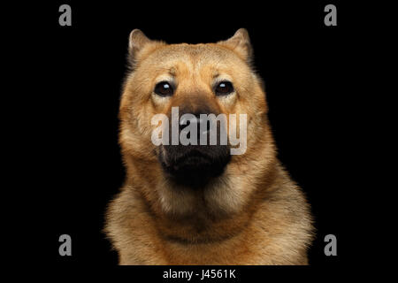 Ritratto di cane di razza mix Akita Inu e Chow Chow isolati su sfondo nero, Funny Face Foto Stock