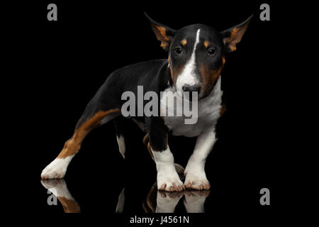 Bianco e nero mini bull terrier cucciolo isolato su sfondo nero Foto Stock