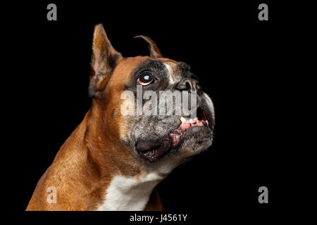 Ritratto di divertenti cane Boxer cercando su isolati su sfondo nero Foto Stock