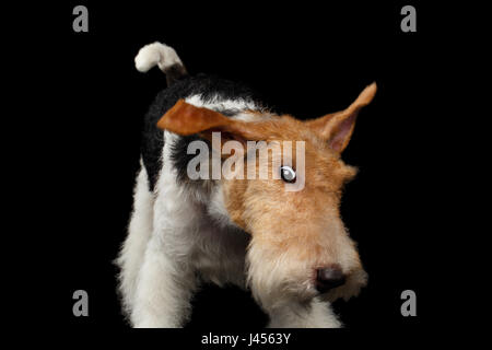 Fox Terrier cane isolato su sfondo nero Foto Stock