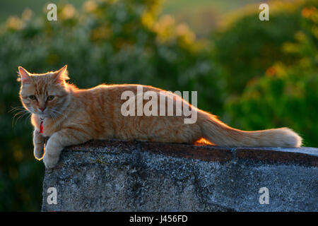 Lo zenzero cat in appoggio sulla parete di pietra, guardando la fotocamera. Il tardo pomeriggio di sole in background si illumina dando retroilluminato Nizza mette in evidenza. Foto Stock