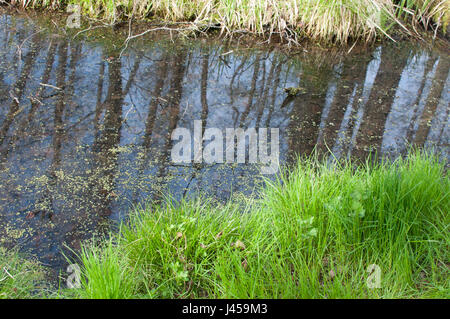 Dintorni della famosa casa Brecht-Weigel a Schermützelsee vicino Bukow, Brandeburgo, Germania Foto Stock