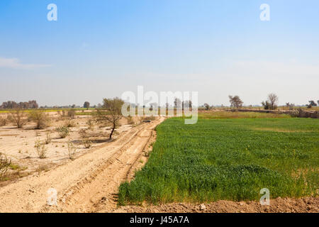 * Il Rajasthan arido paesaggio con il grano di senape e campi tra la macchia di sabbia con alberi di acacia sotto un cielo blu in primavera Foto Stock