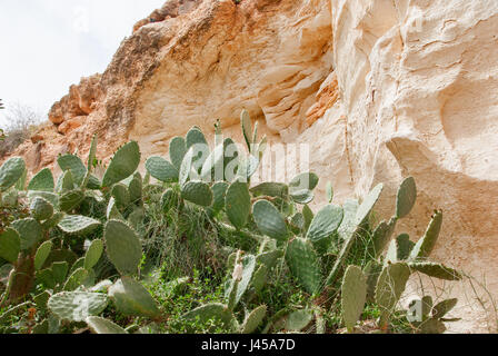 Vista sul paesaggio biblico Beit Guvrin Maresha. Inoltre Maresha Marissa è la famosa località turistica e sito archeologico in Israele Foto Stock