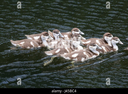 Oca egiziana con i suoi bambini animali, Nilgans mit Jungen Foto Stock