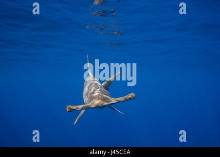 Festone femmina squalo martello, Sphyrna lewini, off Keauhou, Sud Kona, Big Island, Hawaii, STATI UNITI D'AMERICA ( Oceano Pacifico centrale ) Foto Stock