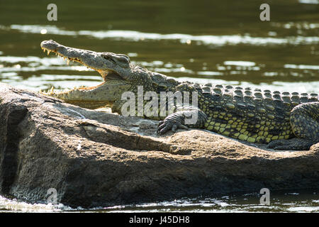 Coccodrillo del Nilo (Crocodylus niloticus) crogiolarvi al sole su una roccia nel fiume, Murchison Falls, Uganda Foto Stock