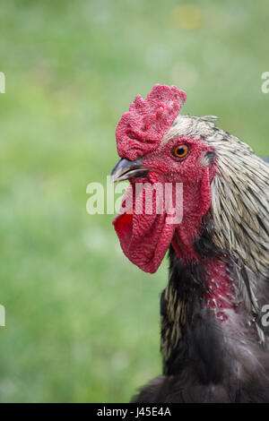 In prossimità della testa della gamma libero gallo di Amburgo con graticcio rosso e il pettine e in bianco e nero piume. Egli è rivolto verso sinistra. Campo erboso è dietro. Foto Stock