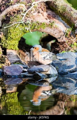 Un maschio di fringuello riflessi nell'acqua di un piccolo giardino con piscina in primavera. Foto Stock