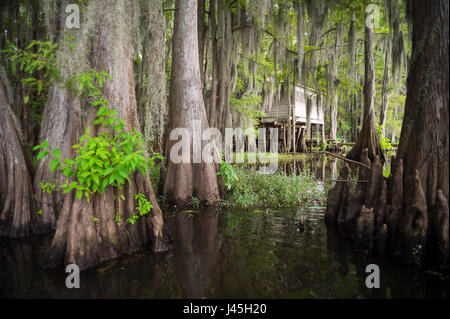 Vista panoramica di un terreno paludoso in America del Sud con tra cipresso calvo alberi e muschio Spagnolo a caddo Lake, sul Texas - Louisiana di confine Foto Stock