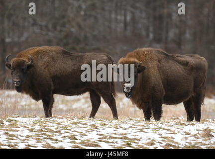 Il bisonte europeo (Bison bonasus) Foto Stock