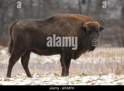 Il bisonte europeo (Bison bonasus) Foto Stock