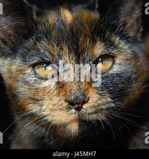 Gattino ha colorazione insolita di arancione, nero e marrone. primo piano della faccia di gatti mostra gli occhi color ambra si è ridotto a feritoie del sole brillante. Foto Stock