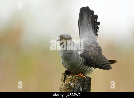 Cuculo comune (Cuculus canorus) Foto Stock