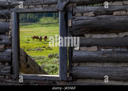 Una vista di cavalli da una vecchia cabina in Colorado. Foto Stock