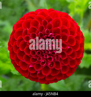 Sfera rossa dahlia nel giardino di casa. Foto Stock