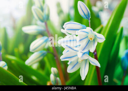 Squill a strisce nel giardino di casa. Nome botanico Puschkinia scilloides. Foto Stock