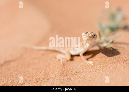 Un'agama araba testa di rospo su una duna sabbiosa, che guarda la telecamera, evidenziando i suoi intricati schemi e la risposta alla presenza umana, il deserto delle lucertola Foto Stock