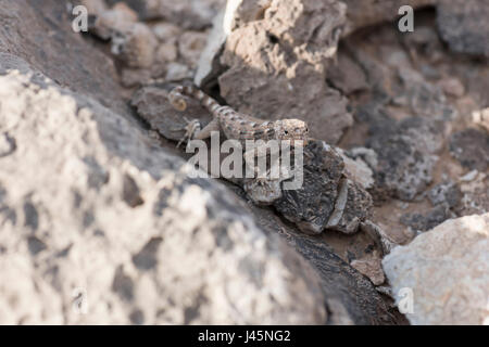 Gecko del semaforo della roccia su una roccia, trovato in Ras Hadd, Sultanato di Oman, osservazione della fauna selvatica, specie del rettile Foto Stock