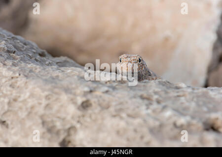 Gecko del semaforo della roccia su una roccia, trovato in Ras Hadd, Sultanato di Oman, osservazione della fauna selvatica, specie del rettile Foto Stock