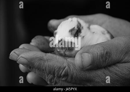 Il vecchio uomo tenendo un baby coniglio in mani, B&W Foto Stock