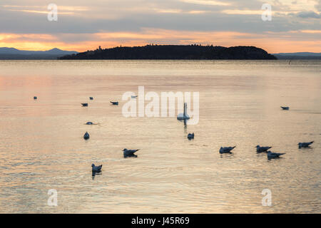 Un gruppo di cigni su un lago al tramonto, con poca luce e colori caldi Foto Stock