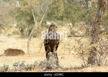 Aquila della steppa Foto Stock