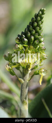 Neottia ovata - Comune Twayblade Orchid semplicemente aprendo Foto Stock