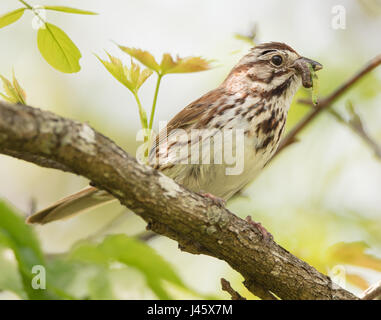 Una canzone Sparrow (Melospiza melodia) con caterpillar in preda al mangime per i giovani Foto Stock