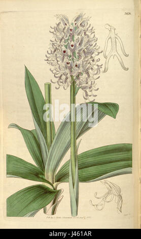 Orchis simia, una specie di orchidea, è descritta in questa illustrazione botanica del 1835. La pianta era precedentemente classificata come Orchis tephrosanthos, var. Densifolius, ed è noto per il suo aspetto unico e raro in Europa. Foto Stock