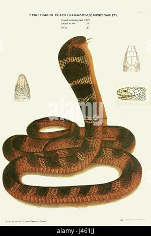 Ophiophagus hannah, comunemente noto come cobra re, è un serpente velenoso originario del sud-est asiatico. Conosciuto per le sue grandi dimensioni e il potente veleno, il cobra re preda principalmente altri serpenti ed è una specie chiave nel suo ecosistema. Foto Stock