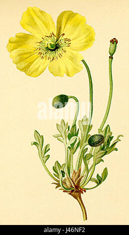 Papaver rhaeticum Atlas Alpenflora Foto Stock