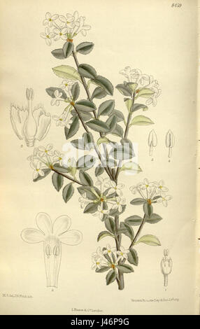 Osmanthus delavayi 138 8459 Foto Stock