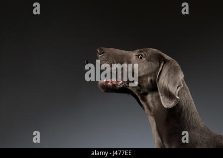 Close-up verticale di cani Weimaraner la cattura del cibo sul gradiente di colore bianco Foto Stock