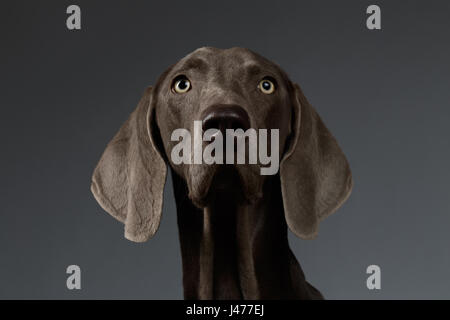 Close-up verticale di cani Weimaraner cercando nella fotocamera, gradiente di colore bianco Foto Stock