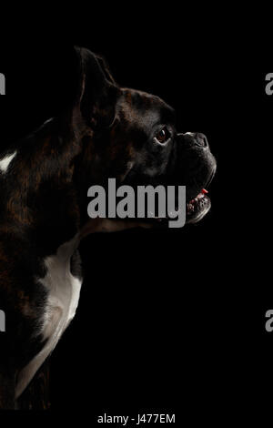 Razza cane Boxer isolati su sfondo nero Foto Stock