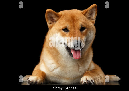 Provviste di pedigree Shiba Inu cane sdraiato, guarda da vicino, isolato su sfondo nero Foto Stock