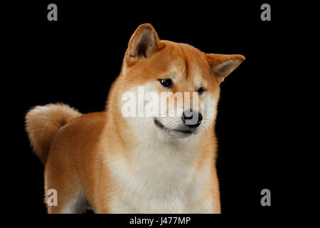 Provviste di pedigree Red Shiba Inu Cane isolato su sfondo nero Foto Stock