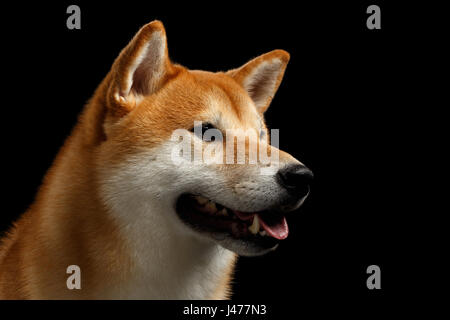 Close-up verticale della testa Shiba Inu cane, isolato su sfondo nero Foto Stock