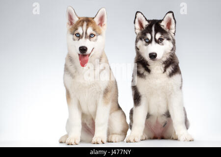 Due Siberian Husky cucciolo isolato su bianco Foto Stock